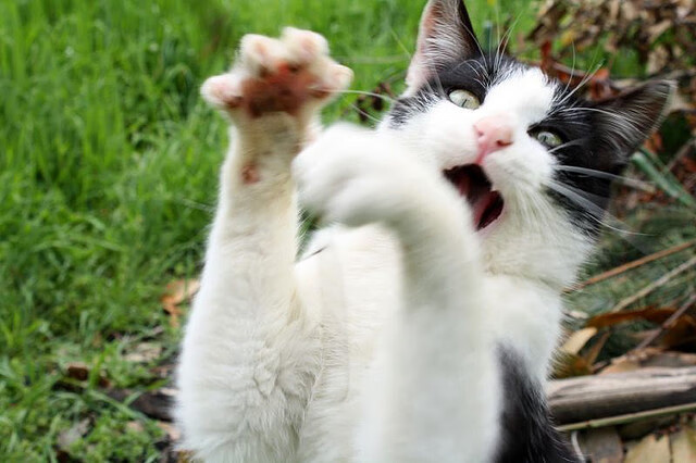 开云体育入口-致命三分！杰伦·格林终场绝杀，广厦险胜步行者，亚洲旋风再起！