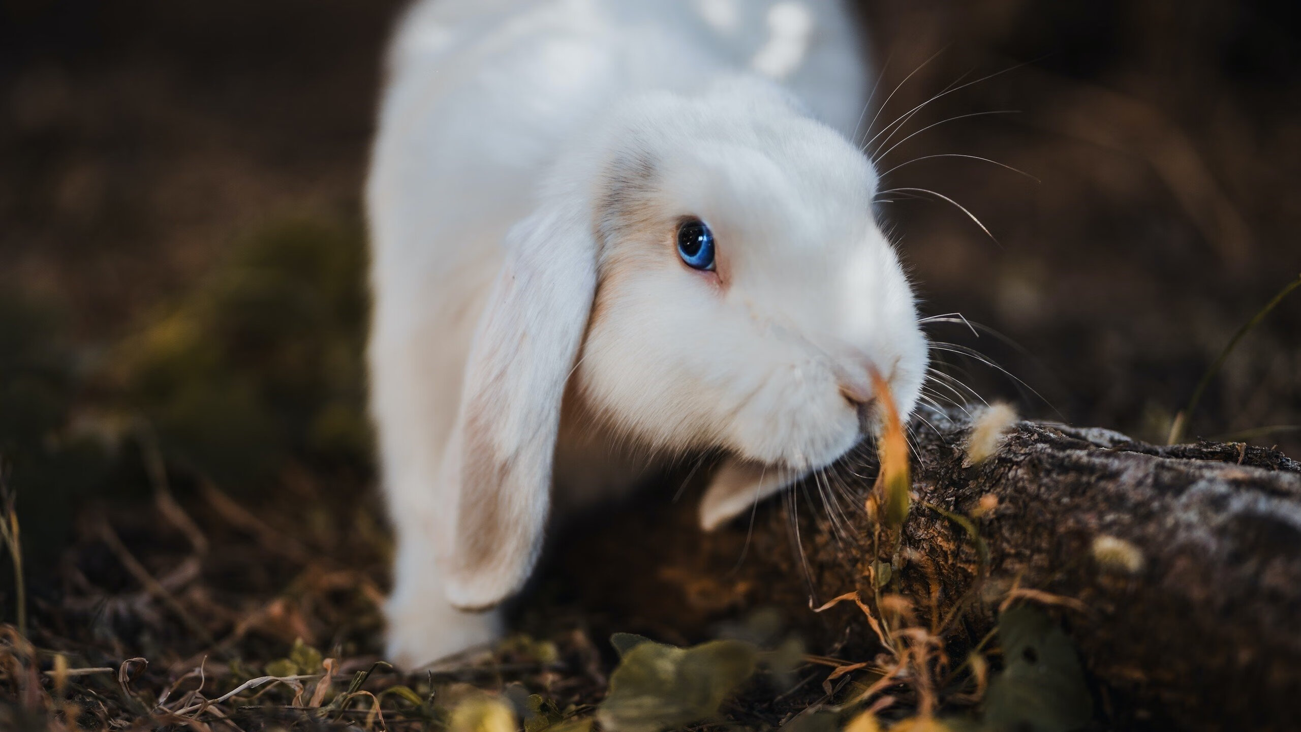 切尔西的节奏乐章，格列兹曼是指挥官