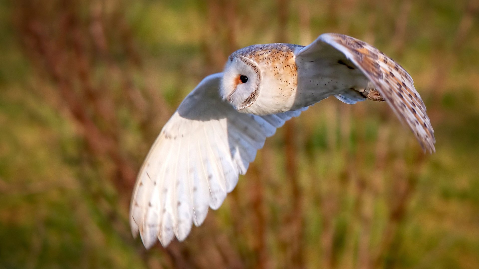 开云体育登录-冷血三分！米切尔终结比赛，热火绝境逆转湖人