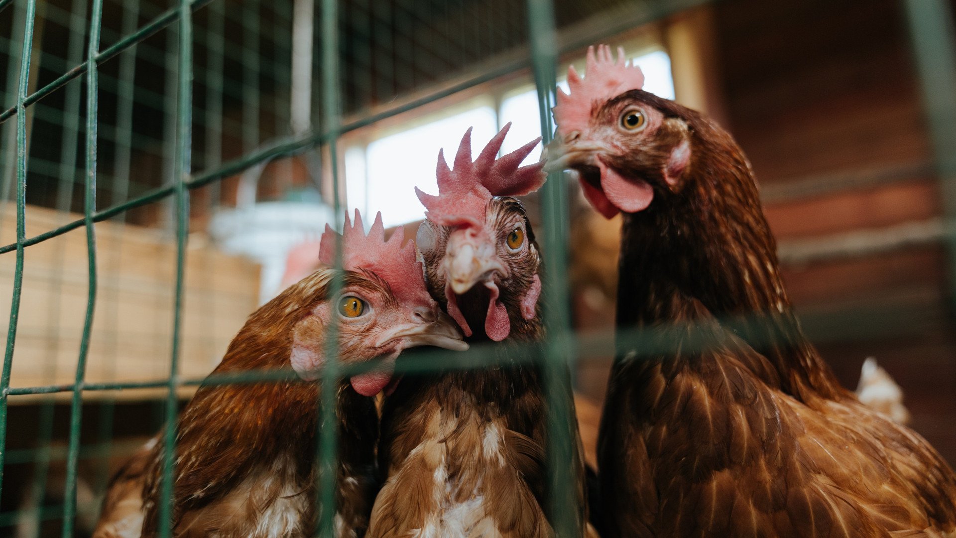 埃及连续得分压制卡塔尔,赖斯在年度焦点之战中接管比赛