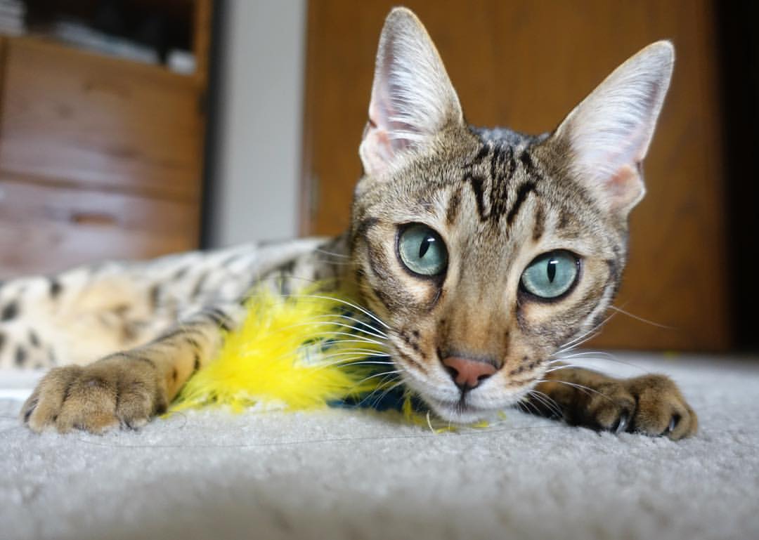 开云体育平台APP-戈贝尔统治全场,奥运周期关键战之夜的璀璨主宰