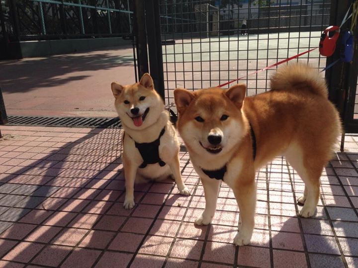 开云体育在线-速度与激情的双重奏,F1街道赛焦点战与切尔西压制秘鲁的体育哲学
