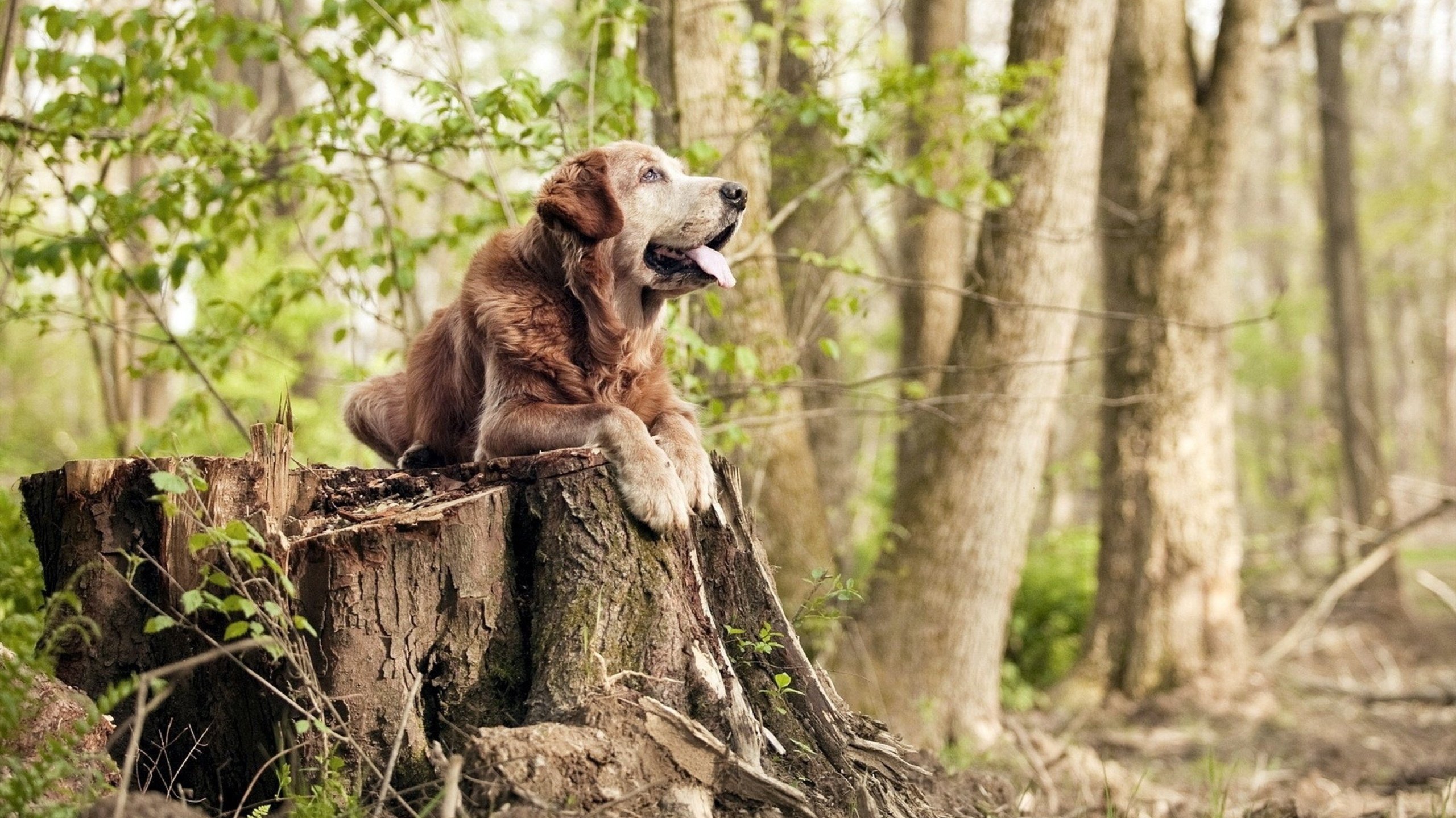 开云下载-速度的交响,方向盘的天空与脚下的草坪