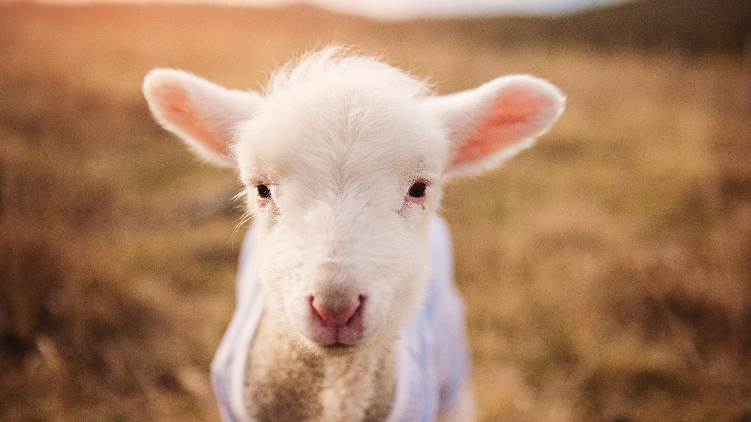 开云体育app-奇才淘汰赛惊险过关凯尔特人,拉文英超式接管点燃争冠希望