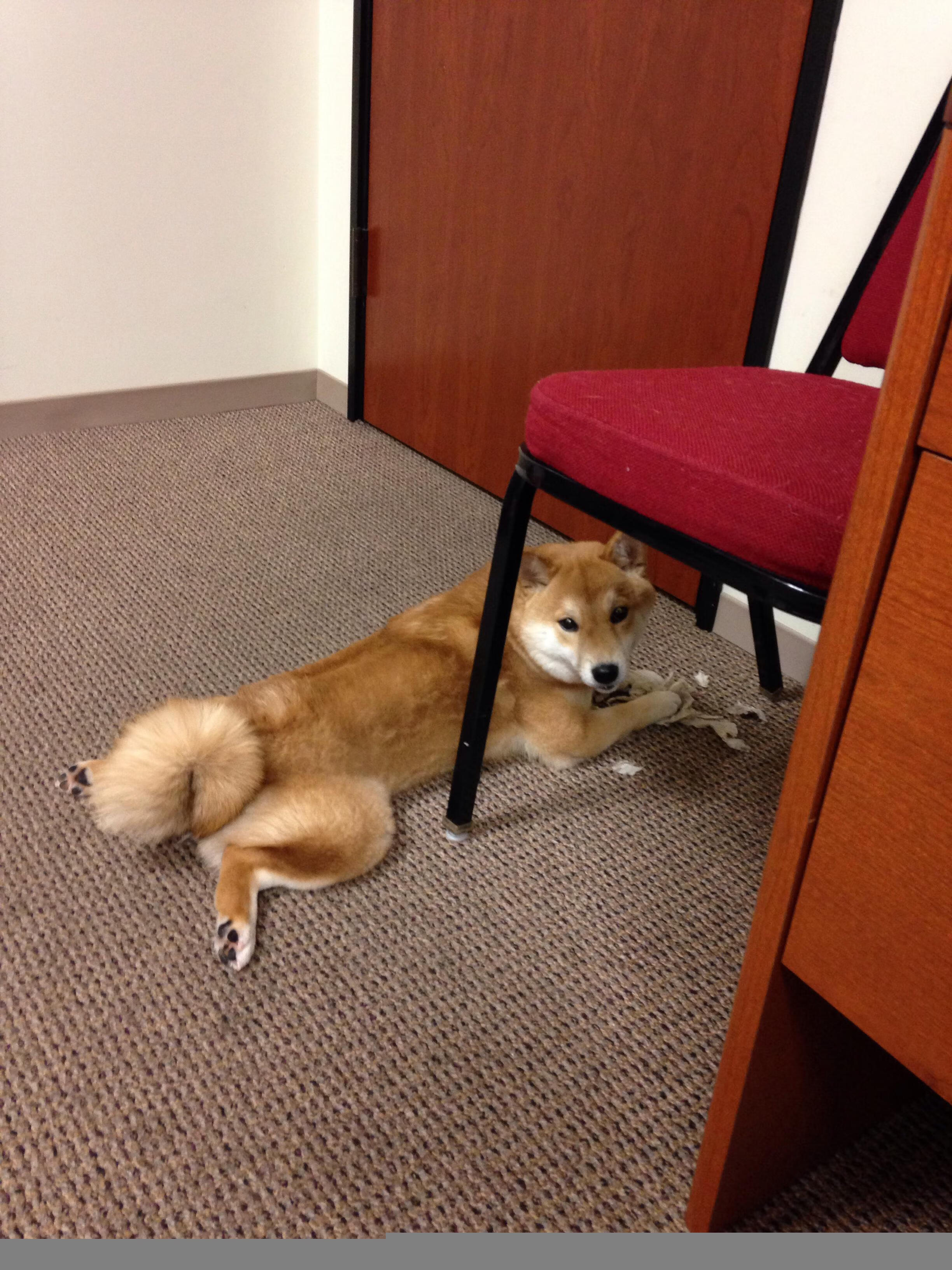 开云体育在线-当东方巨龙横渡丹佛高原,浓眉擎天柱,北京队爆冷掀翻掘金