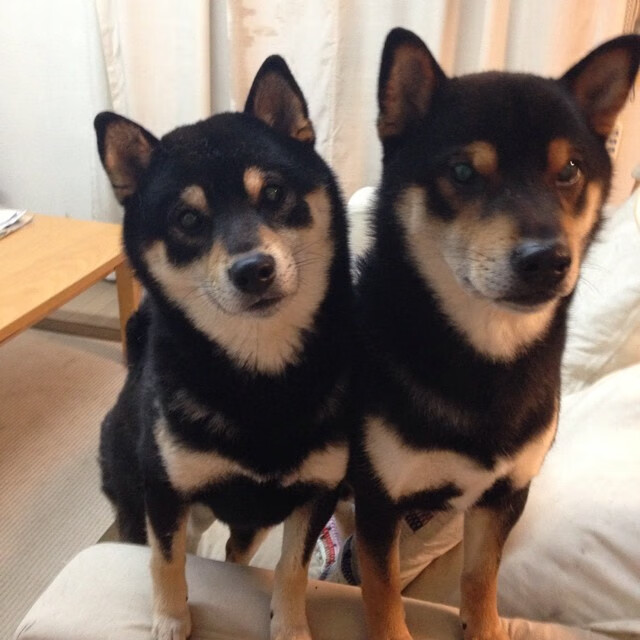 独行侠舞步，欧文率队以节奏窒息掘金