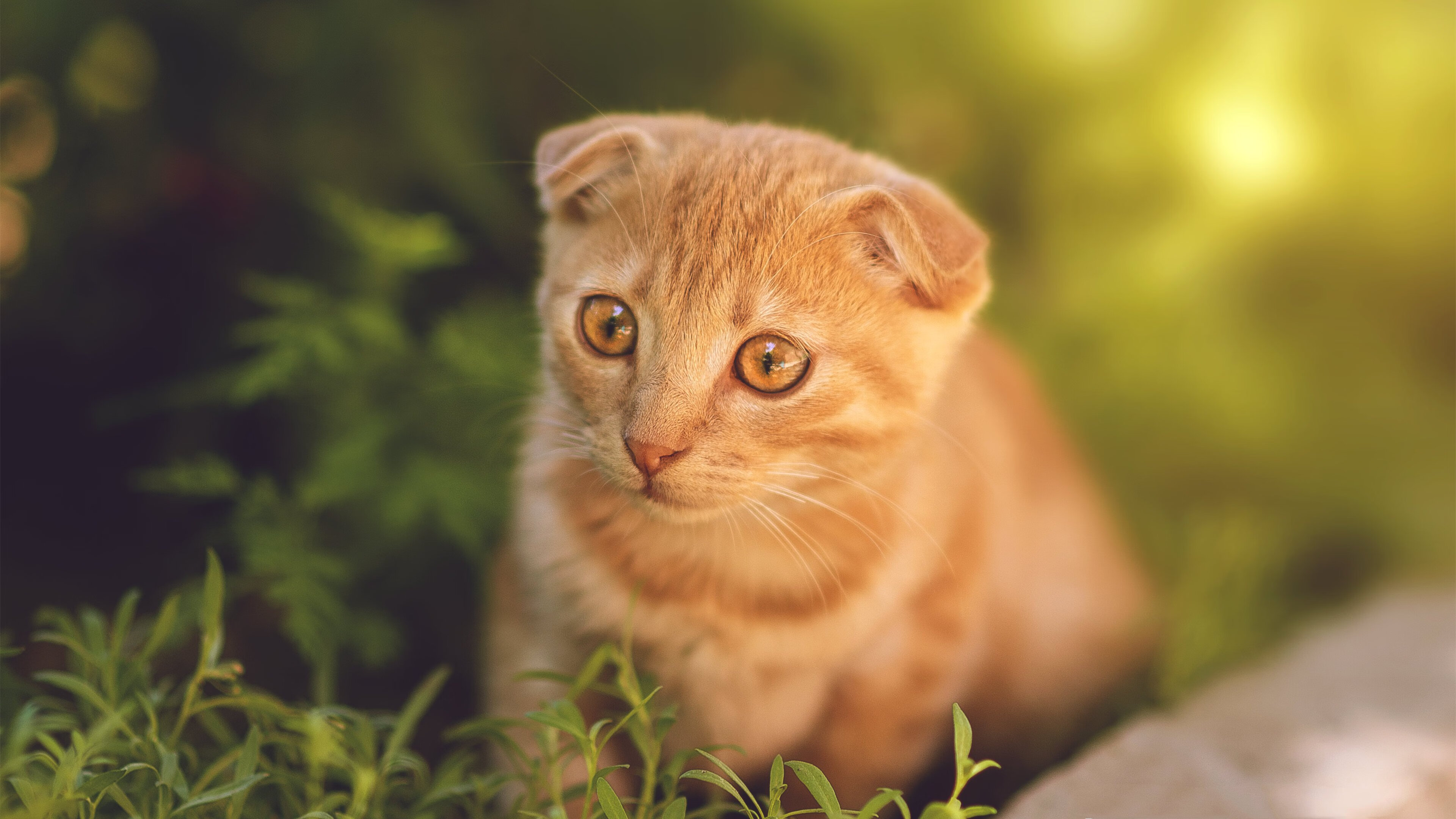 开云体育平台APP-贝恩燃爆全场！太阳攻防转换稳擒北京队