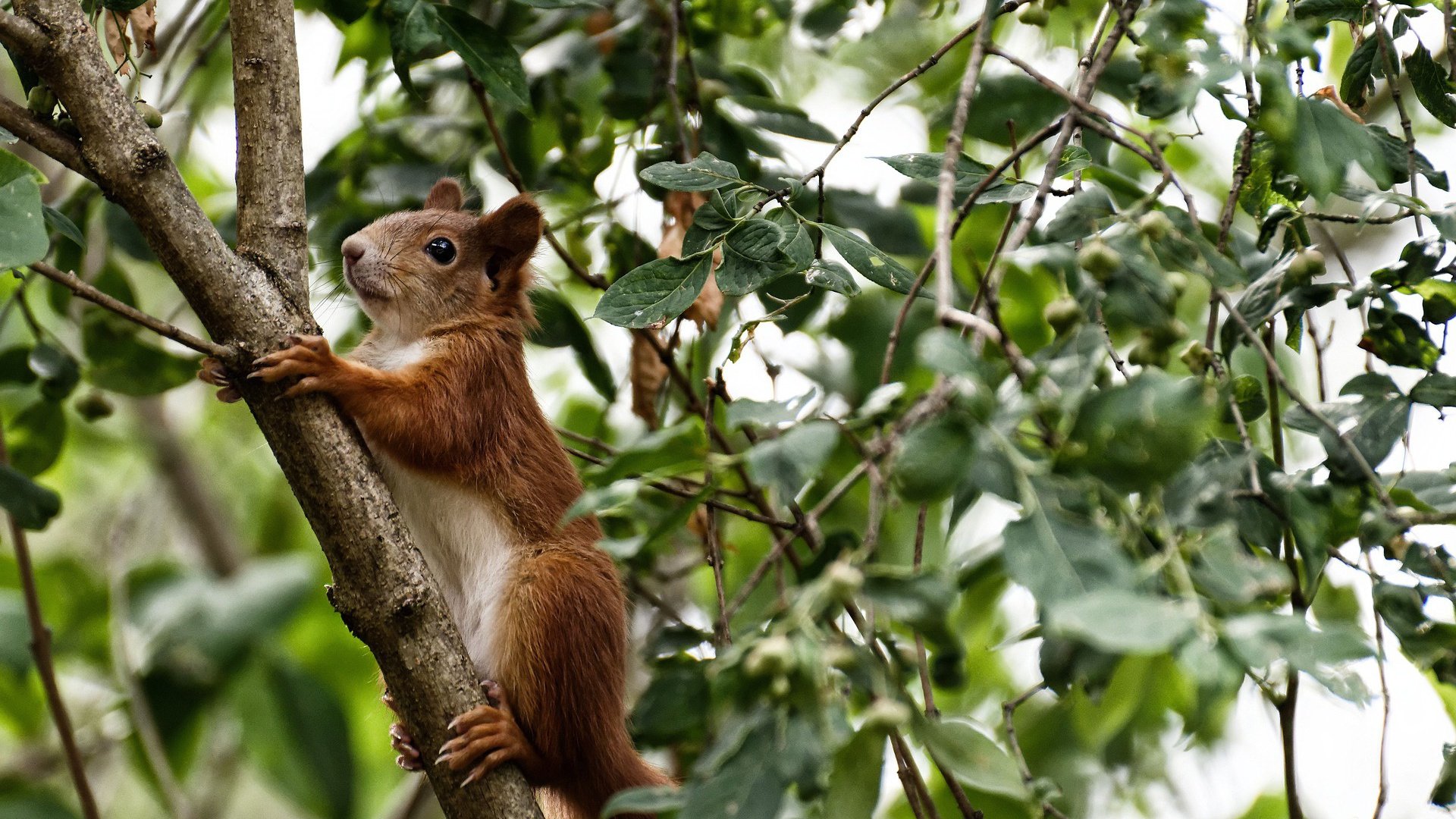 开云体育在线-萨拉赫的尖刀与苏格兰的铁幕，一场教科书级的战术博弈