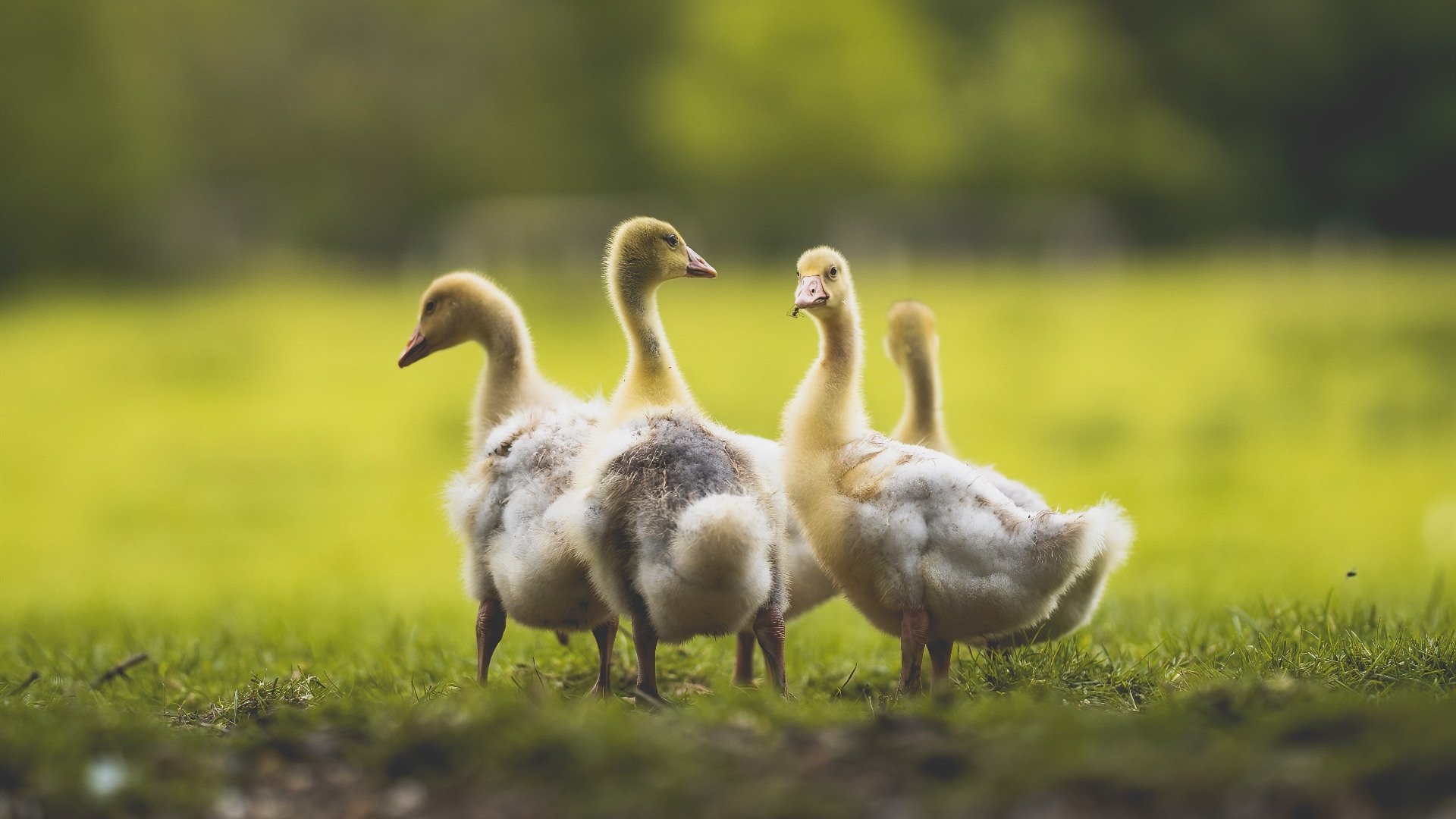 决胜之夜,佛罗伦萨鏖战威尔士,罗德里戈终成关键先生